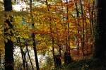 Herbstwald mit Teich bei Euskirchen - 01.11.2011