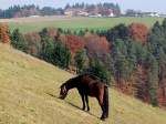 Die letzten schmackhaften Grashalme auf herbstlicher Weide;101103