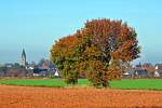 Herbstbaumpaar (the twins) bei Euskirchen-Wikirchen - 09.11.2011