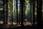 Wald-Licht-Stimmung - im Eifelwald bei Bad Mnstereifel - 14.11.2011