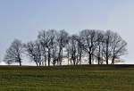 Baumgruppe  entlaubt  im Herbst bei Euskirchen - 09.12.2011