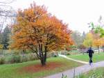 Schlitzblttrige-Buche(Fagus sylvatica Asplenifolia) bringt mit dem goldbraunen Laub ein bichen farbliche Abwechslung in den Herbstalltag; 121026