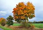 Herbstbume an einem Feldweg in Eu-Flamersheim - 17.10.2012