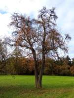 Doppelstämmiger Birnbaum trennt sich allmählich von seinem Laub; 121101