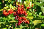 Strauchbeeren im Herbst - 11.10.2012