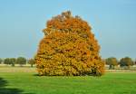 Einsamer Herbstbaum bei Euskirchen - 23.10.2012