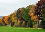 Herbstbume in der Voreifel bei Flamersheim - 17.10.2012