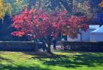 Herbstbaum im Novemberdunst im Park an der Uni Bonn - 14.11.2012