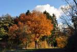 Herbstwald bei der Steinbachtalsperre - 12.11.2012