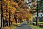 Herbstwald an der Steinbachtalsperre - 12.11.2012