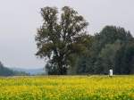 Herbstspaziergang, vorbei am blühenden Acker-Senf Feld und am mächtigen Birnenbaum; 131006