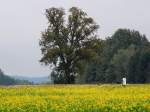 Herbstspaziergang, vorbei am blhenden Acker-Senf Feld und am mchtigen Birnenbaum; 131006