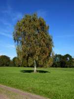 Rheinebene, Birke im Herbstkleid, Okt.2013