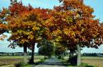 Herbstallee am Rande von Euskirchen - 18.10.2013