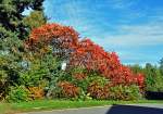 Herbstimpression am Wegrand bei Euskirchen - 26.10.2013