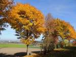 Ahornbäume im goldenen Oktober; 131019