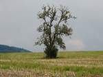 Einsamer Birnbaum in herbstlicher Landschaft; 131004