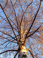 Blick in die Baumkrone einer Birke mit den letzten Blttern in den letzten Sonnenstrahlen des Tages - 5.11.2007  