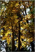 Das letzte Licht des Tages bringt das Buchenlaub zum Leuchten - aufgenommen im Oktober 2005 bei Erdmannsdorf.