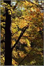 Blick durch die wunderschn gefrbte alte Buche hinab auf das Wasser der Zschopau - so gesehen im wunderschnen Oktober 2005 bei Wilischthal.