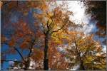 Ein Blick in die herbstlichen Baumwipfel - aufgenommen am 20.10.07 im Chemnitzer Kchwald.