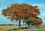 Herbstbäume bei Euskirchen - 11.10.2014