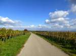 Herbst am Tuniberghhenweg, Okt.2015