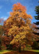 Freiburg, der amerikanische Tulpenbaum im Herbstkleid, Nov.2015