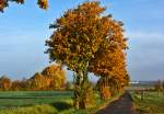 Herbstliche Baumreihe an einem Feldweg in der Eifel - 26.10.2015