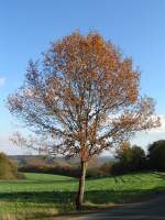 Auf dem Weg nach Weicherdange (Luxemburg) fiel mir an einem sonnigen Herbsttag dieser einzelne Baum am Strassenrand auf.