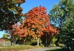 Herbstbaum im Freizeitpark Rheinbach - 16.10.2016