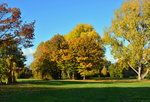 Herbstbäume in der Erftaue Euskirchen - 29.10.2016