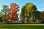 Rot und Grün im Herbst in der Erftaue Euskirchen - 29.10.2016