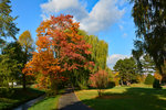 Herbst in der Erftaue Euskirchen - 29.10.2016