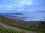 Blick vom 340m hohen Lenzenberg im sdlichen Kaiserstuhl zum Schwarzwald, an einem typischen Sptherbsttag mit viel Nebel in der Rheinebene, Dez.2016