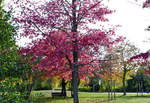 Herbstbäume im Freizeitpark Rheinbach - 03.11.2018