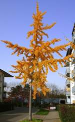 junger Ginkgobaum im Herbstkleid, der aus China stammende Baum wird bei uns als Straßen-und Parkbaum genutzt, Nov.2020