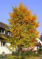 Ginkgobaum im Herbstkleid, steht als Zierbaum in einem Vorgarten, Nov.2020