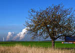 Herbstbaum und im Hintergrund die Rauchsäulen von 3 RWE-Braunkohlekraftwerken. 10.11.2020