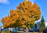 Herbstbäume in Euskirchen - 19.10.2020