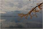 Herbstliches Stimmung am Genfersee mit Blick auf den Grammont, letztes Jahr im November  (03.11.2020)