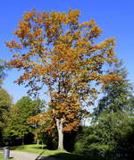 Ahornbaum im Herbstkleid, Okt.2021