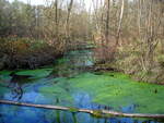 in den Auenwäldern in der Rheinebene im Breisgau, Nov.2006