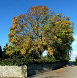 Ahornbaum im Herbst, Okt.2012