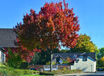 Herbstbaum in Eu-Flamersheim - 09.10.2022