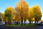 Herbstbäume am Flamersheimer Markt - 31.10.2022
