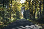 Waldstraße im Spätherbst an der Steinbachtalsperre - 24.11.2022