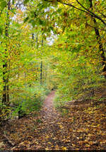 Durch das Herbstlaub: auf dem Weg zum Albertturm nrdlich von Bad Grund (Harz).