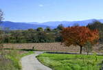 Blick vom Marchhügel im Breisgau zum Schwarzwald, Okt.2025