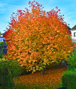 Kirschbaum im Herbstkleid - 10.11.2025